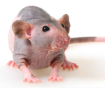 The Hairless Rats