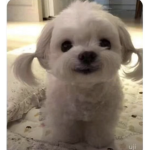 クK9
