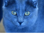 BlueCatsGaming