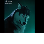 JJ wolf pack