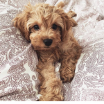 TootsieWootsie