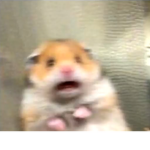 Hamster group For pros