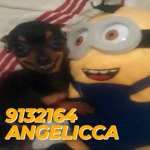 ANGELICCA
