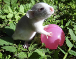 Cleo.with.the.rats