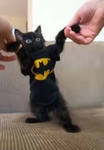 Kittymeowkittymeow