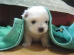 DogsRAwsm
