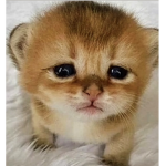 meowmeownoewmeowmeowmeow