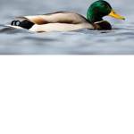 People who love ducks and cheese sticks