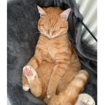 Simba ist cute