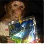 monkeey club
