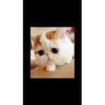 Miss Kawaiiiii ###### milk queen