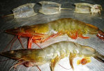 a shrimpy donation