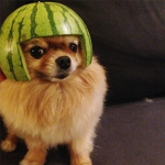 Pets for robux !!!!!!!