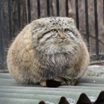 Manul Studio Group Thumbnail