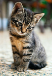 Kitty lena