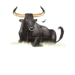 Spanish Fighting Bulls