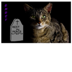 The GhostCat Squad