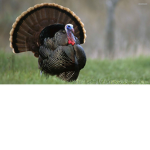 Turkey Community