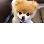 Boo the dog fan group