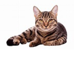 {[OFFICIAL}] CAT CLOTHING GROUP