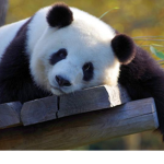 Panda lily!