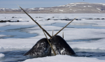 Secret Society of Narwhals