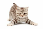 Fruit clan kitten