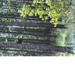 -{Forest}-
