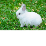 BUNNY STRONG TOGHETER