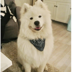 Floofs