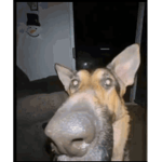 sniffle pick (deepwoken)