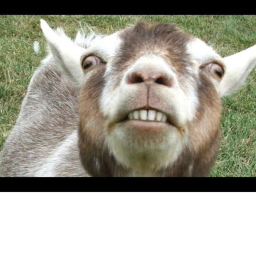 Epic Goat Obby