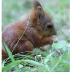 Squirrels Territory