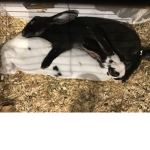 Bunny is Me