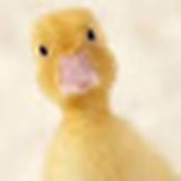 The Duck Admin