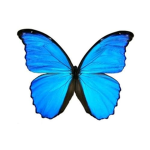 Butterly squad!