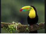 (-: Birds :-) We are Birds