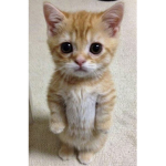 Random El Gato