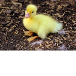 duck gang | ir clan