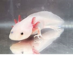 drip axolotl gang
