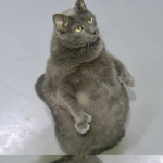 Fat Cat Entertainment
