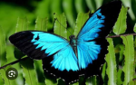 Buttterflies fly