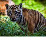 The Tiger's Den