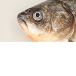 FISCH_KOPF
