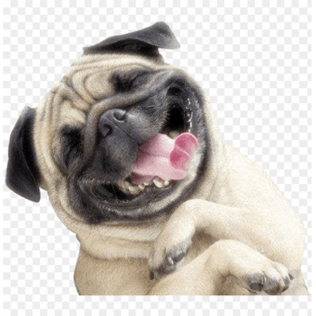 mundo pug