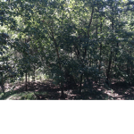 Alabama Hunting