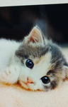 I gatti di Francy