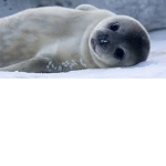 Seal City