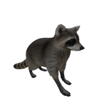Raccoon Pet
