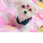 예떵바나나킥